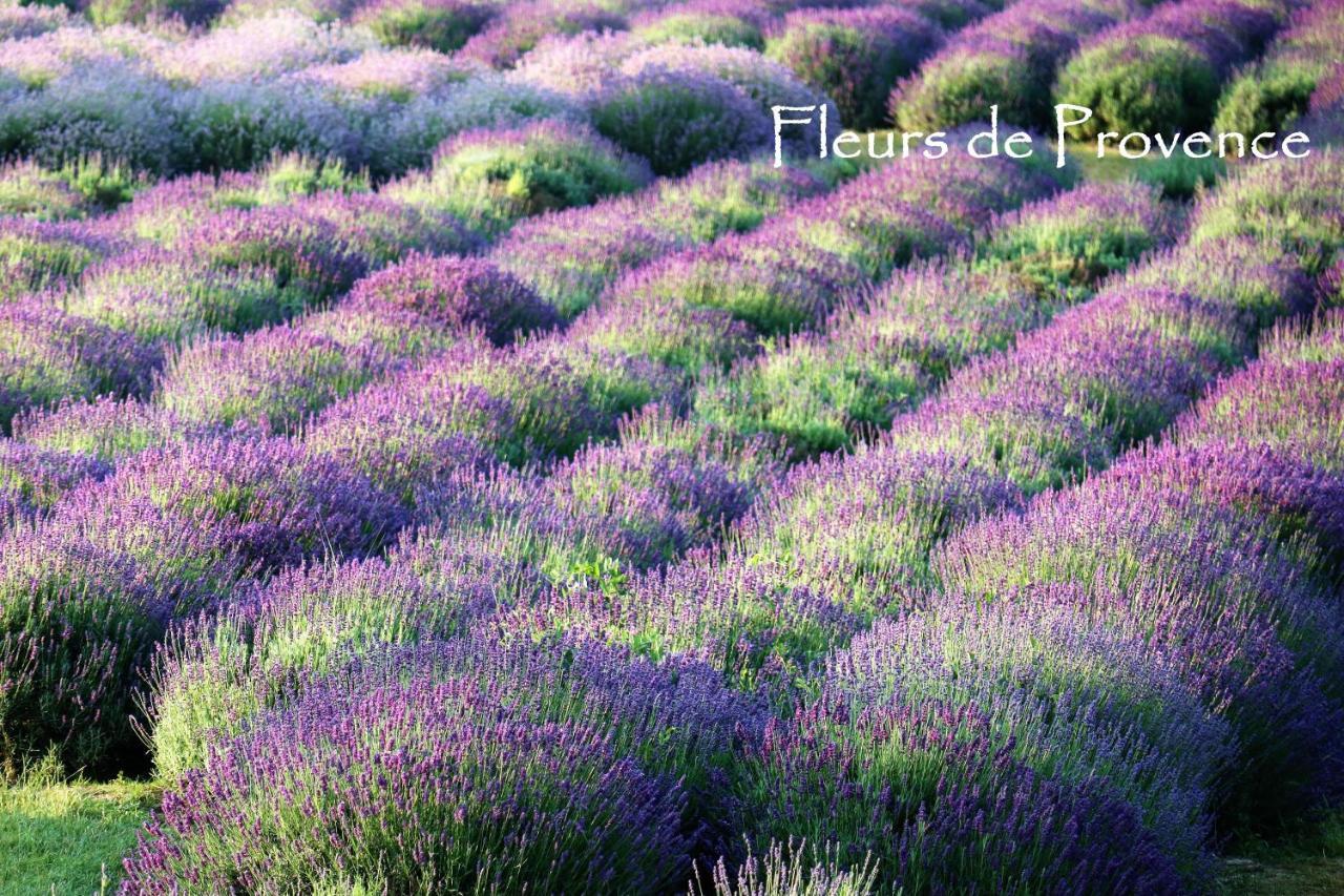 Апартаменти Fleurs De Provence Л'Іль-сюр-ла-Сорг Екстер'єр фото